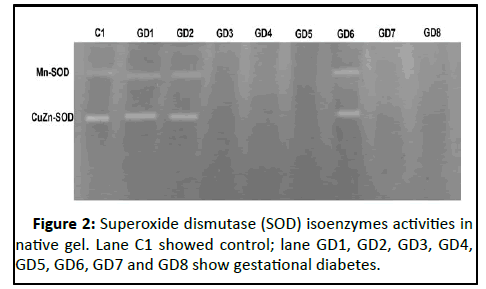 Clinical-Laboratory-isoenzymes