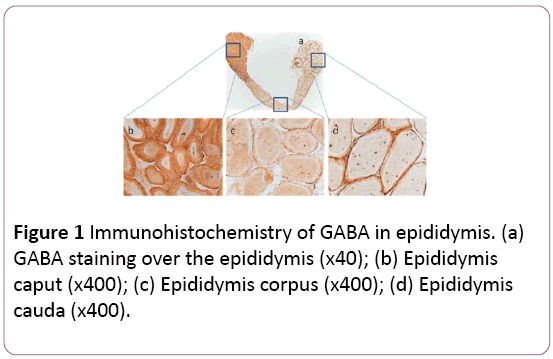 Annals-Clinical-Laboratory-GABA-epididymis